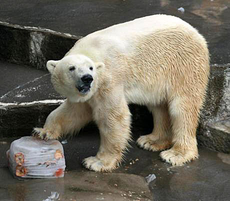 浜松市動物園の苦闘の繁殖記録 ~ 惜しまれるジェイソン(Jason) とバフィン(Baffin) のペアの挑戦結果_a0151913_1934141.jpg