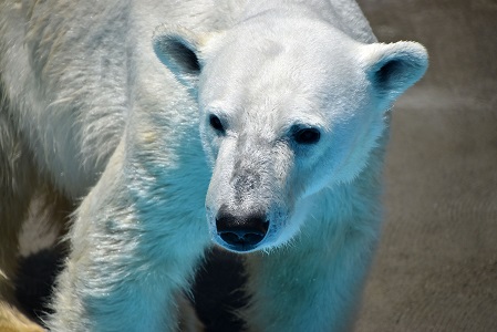 浜松市動物園の苦闘の繁殖記録 ~ 惜しまれるジェイソン(Jason) とバフィン(Baffin) のペアの挑戦結果_a0151913_20391189.jpg