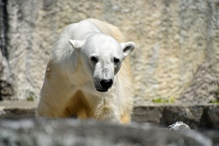 浜松市動物園の苦闘の繁殖記録 ~ 惜しまれるジェイソン(Jason) とバフィン(Baffin) のペアの挑戦結果_a0151913_20462633.jpg