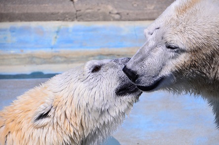 北海道・釧路市動物園の苦闘の繁殖記録 ～ 「タロとコロの鮮烈なる一代記」、そしてコロの「正体」を探る_a0151913_2161482.jpg