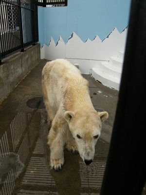 北海道・釧路市動物園の苦闘の繁殖記録 ～ 「タロとコロの鮮烈なる一代記」、そしてコロの「正体」を探る_a0151913_231953.jpg