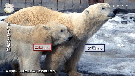 北海道・釧路市動物園の苦闘の繁殖記録 ～ 「タロとコロの鮮烈なる一代記」、そしてコロの「正体」を探る_a0151913_319579.jpg