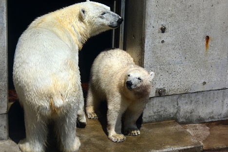 北海道・釧路市動物園の苦闘の繁殖記録 ～ 「タロとコロの鮮烈なる一代記」、そしてコロの「正体」を探る_a0151913_42878.jpg