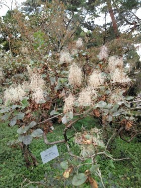 京都府立植物園(岡)_f0354314_16413891.jpg