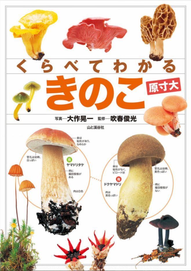 運動会は明日に延期_c0025115_22030908.jpg