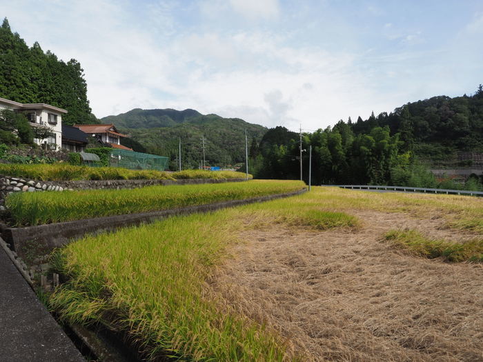 稲刈り_c0116915_22515050.jpg