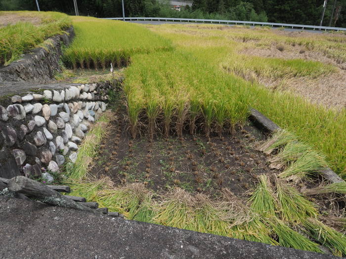 稲刈り_c0116915_22585710.jpg