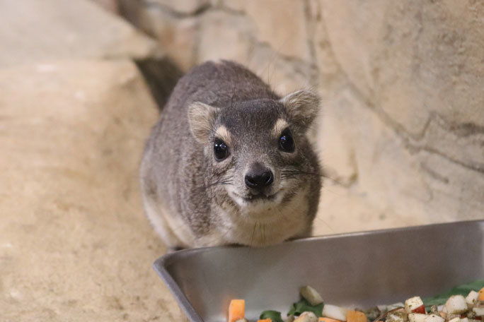 キボシイワハイラックスの親子と鳴くツキノワテリムク 埼玉県こども動物自然公園 続々 動物園ありマス キボシイワハイラックスの親子と鳴くツキノワテリムク 埼玉県こども動物自然公園 続々 動物園ありマス