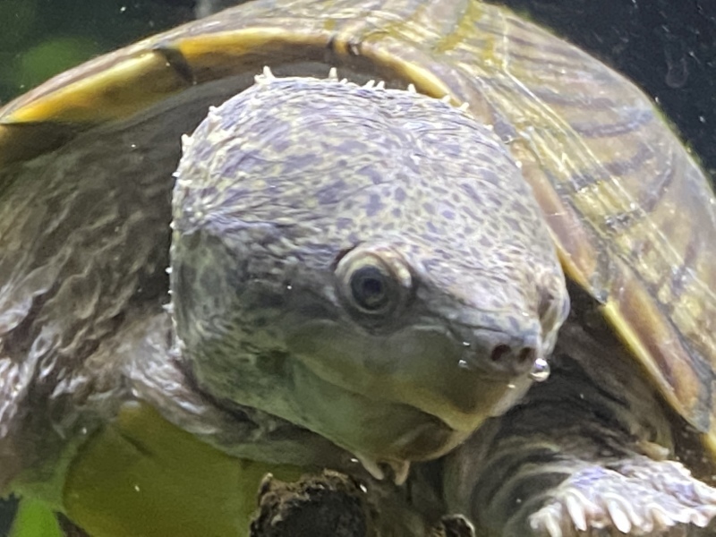 気性が荒い カメ亀日記 カメ飼育のいろは 気性が荒い カメ亀日記 カメ飼育のいろは