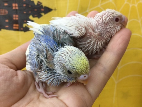 200926 インコ・ハムスター_f0189122_11480876.jpeg