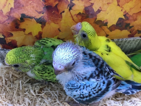 200926 インコ・ハムスター_f0189122_11481580.jpeg