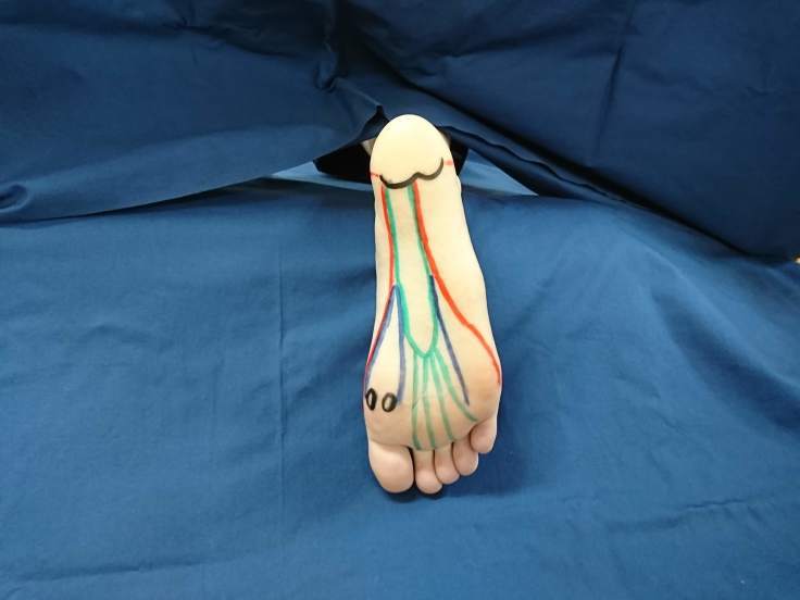 第183回TOC体表解剖勉強会｜足底筋の触察技術の向上_b0329026_13432202.jpg