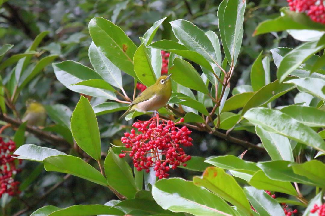トンボや蝶と植物_e0403850_20212113.jpg