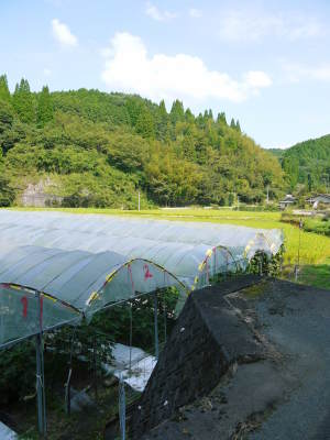 甘熟いちじく 令和2年度残りわずか!美味しい上に消化促進、二日酔い防止効果も期待できます!_a0254656_18173444.jpg