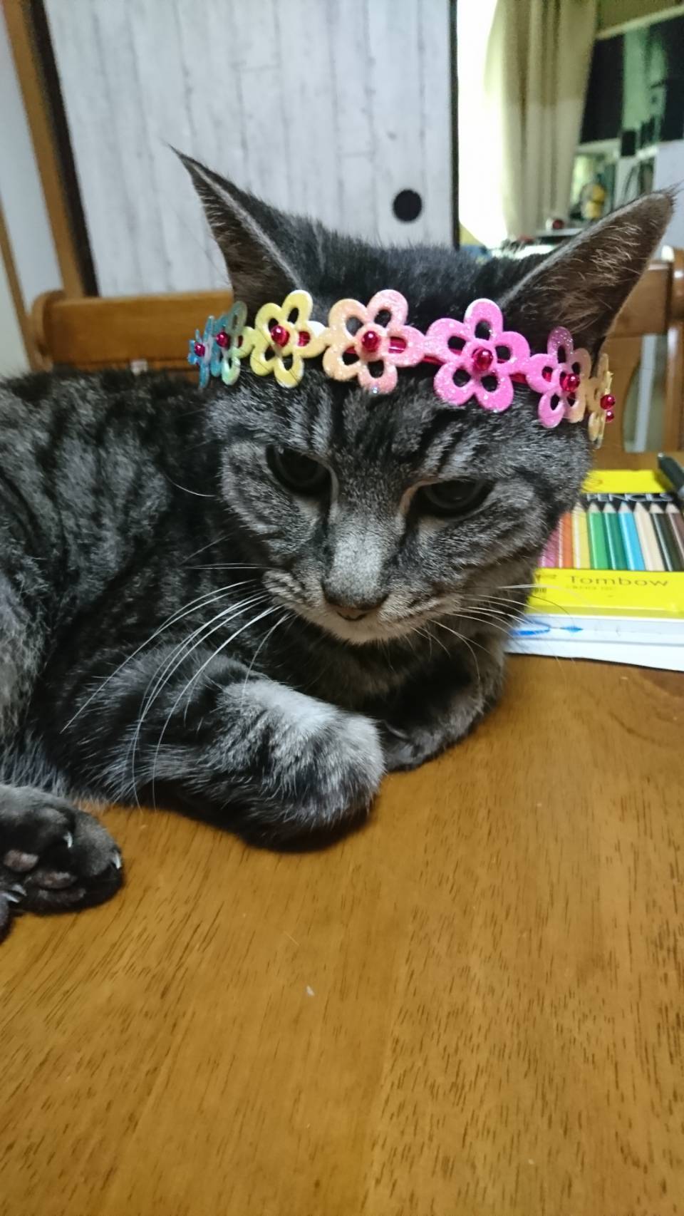 (=^_^=)ジャミラ😽20年の大往生! 96歳万歳三唱🙌_a0068668_00160230.jpg