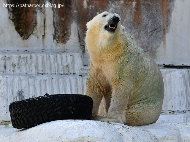 2020年8月 天王寺動物園 その4_a0052986_7294753.jpg