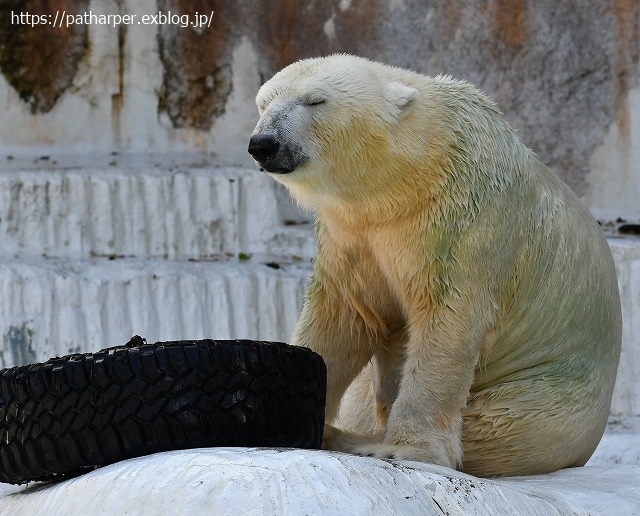 2020年8月 天王寺動物園 その4_a0052986_730469.jpg