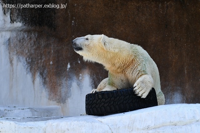 2020年8月 天王寺動物園 その4_a0052986_7313986.jpg