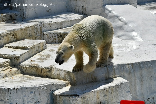 2020年8月 天王寺動物園 その4_a0052986_7323014.jpg