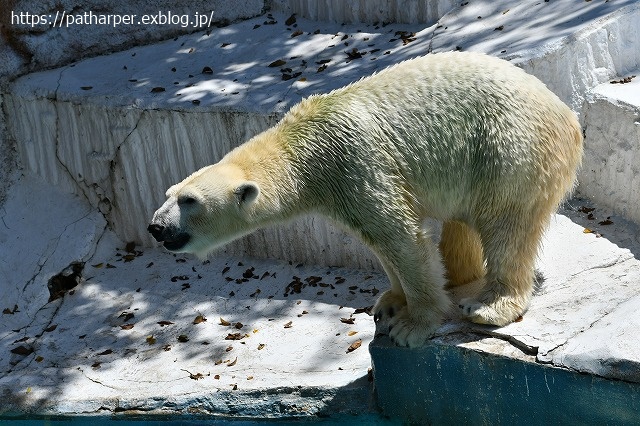 2020年8月 天王寺動物園 その4_a0052986_7324235.jpg
