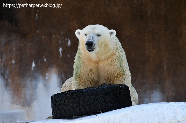 2020年8月 天王寺動物園 その4_a0052986_732499.jpg