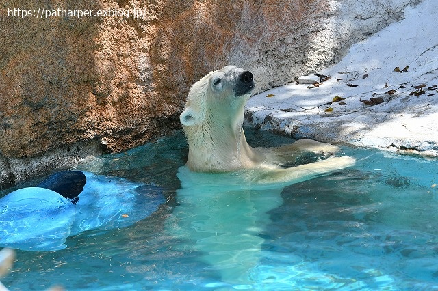 2020年8月 天王寺動物園 その4_a0052986_733058.jpg