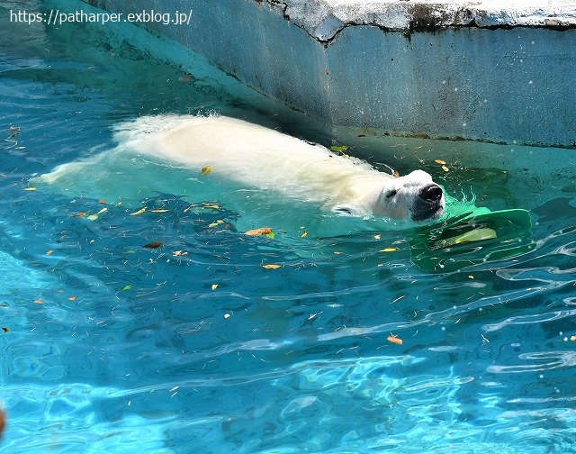 2020年8月 天王寺動物園 その4_a0052986_7331322.jpg