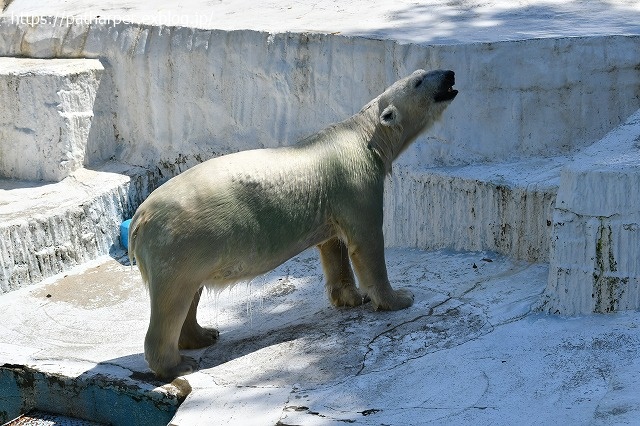 2020年8月 天王寺動物園 その4_a0052986_7332622.jpg