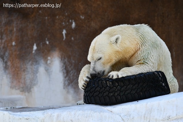 2020年8月 天王寺動物園 その4_a0052986_734179.jpg