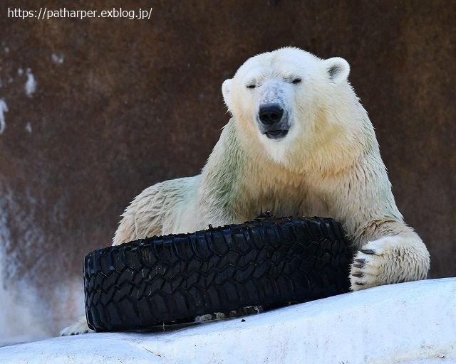 2020年8月 天王寺動物園 その4_a0052986_734448.jpg