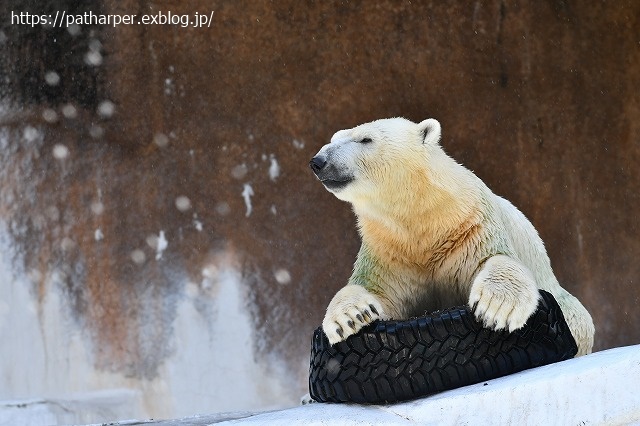 2020年8月 天王寺動物園 その4_a0052986_7351362.jpg