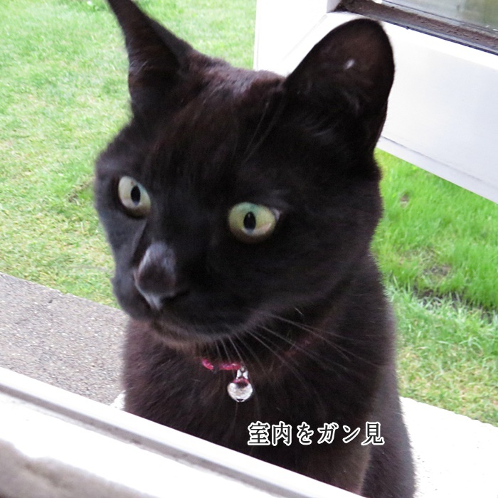 黒猫ピョンっ と花通信 手ぬぐいとかめら 黒猫ピョンっ と花通信 手ぬぐいとかめら