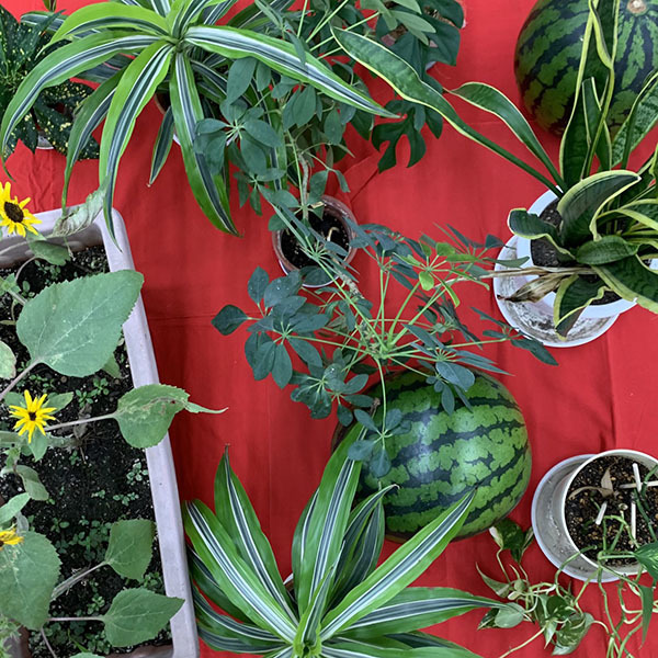 油絵「植物」 : 造形ジュニアこども絵画教室ブログ