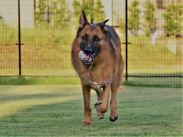 犬に絶対は無い_d0360206_23194931.jpg