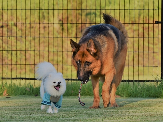 犬に絶対は無い_d0360206_23200658.jpg