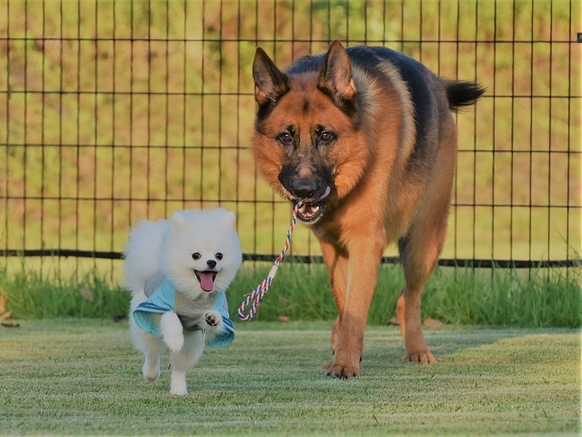 犬に絶対は無い_d0360206_23201097.jpg