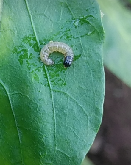 オクラの別の茎に新たな虫食い Japau S Excite Blog ジャポーエキサイトブログ オクラの別の茎に新たな虫食い Japau S Excite Blog ジャポーエキサイトブログ