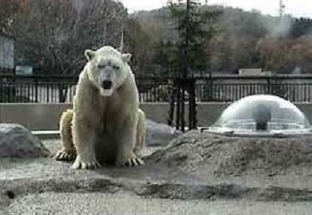 旭川・旭山動物園の苦闘の繁殖記録(1) ~ 日本最初の 旭川・旭山動物園の苦闘の繁殖記録(1) ~ 日本最初の