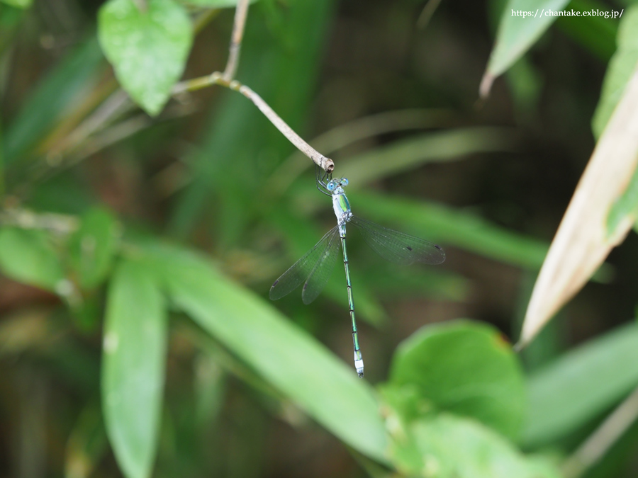 マユタテアカネ_c0189013_19291167.jpg