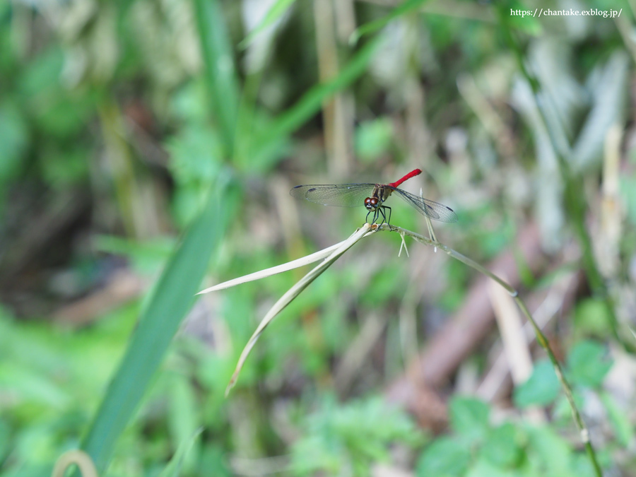 マユタテアカネ_c0189013_20021811.jpg
