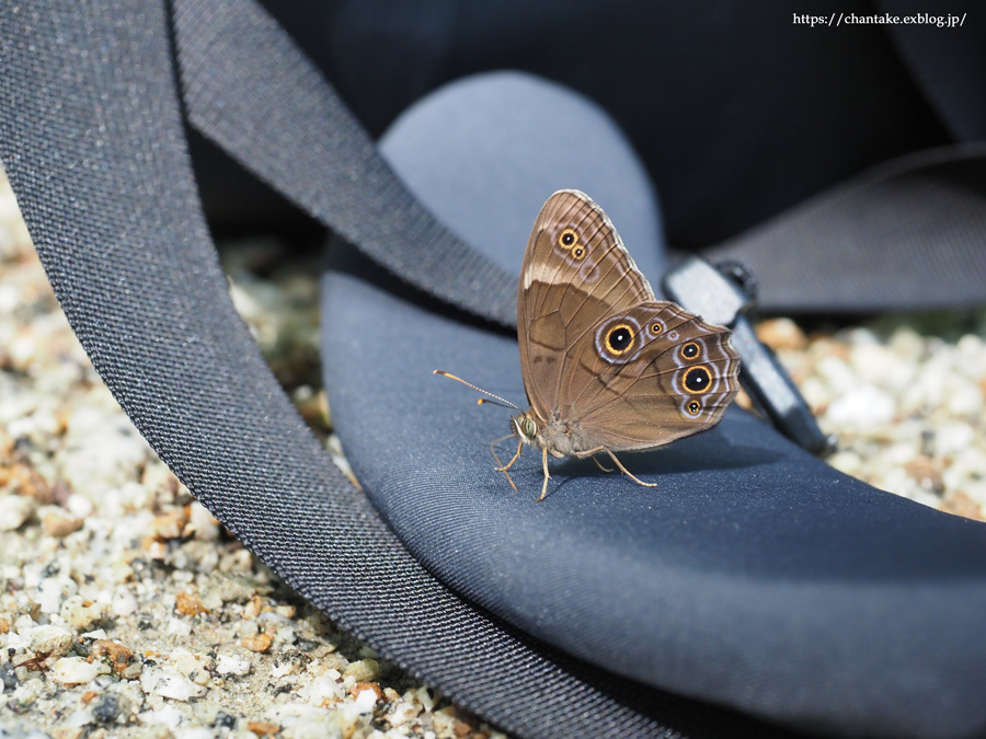 マユタテアカネ_c0189013_20191135.jpg