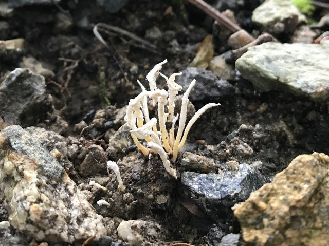 冬虫夏草と秋の銀竜草 : マリカの野草画帖