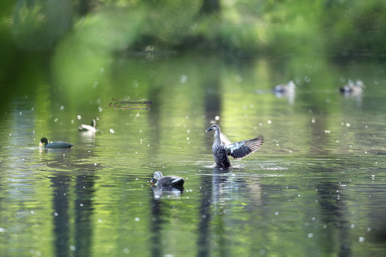 ままに/9月の散策 智光山公園 曼珠沙華 紫苑 他_d0342426_21355828.jpg