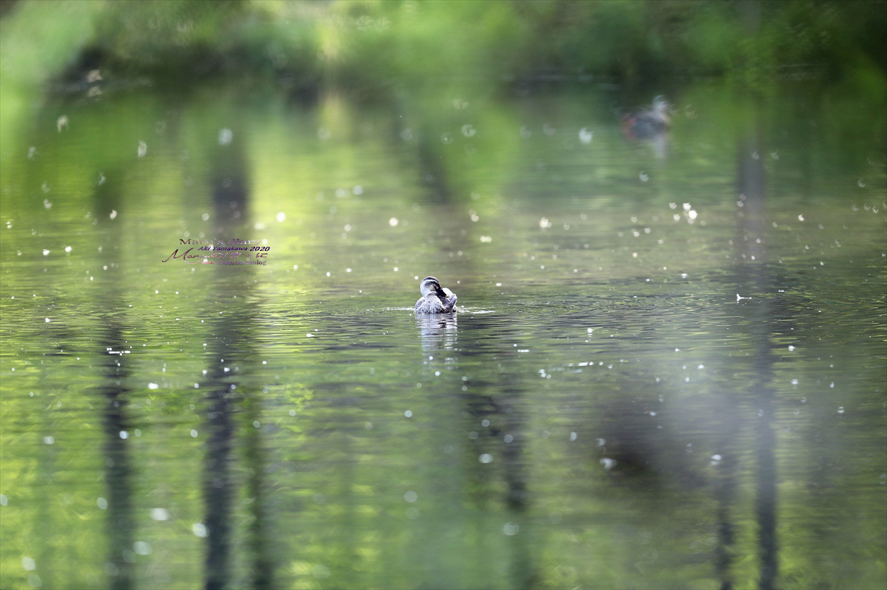 ままに/9月の散策 智光山公園 曼珠沙華 紫苑 他_d0342426_21355829.jpg