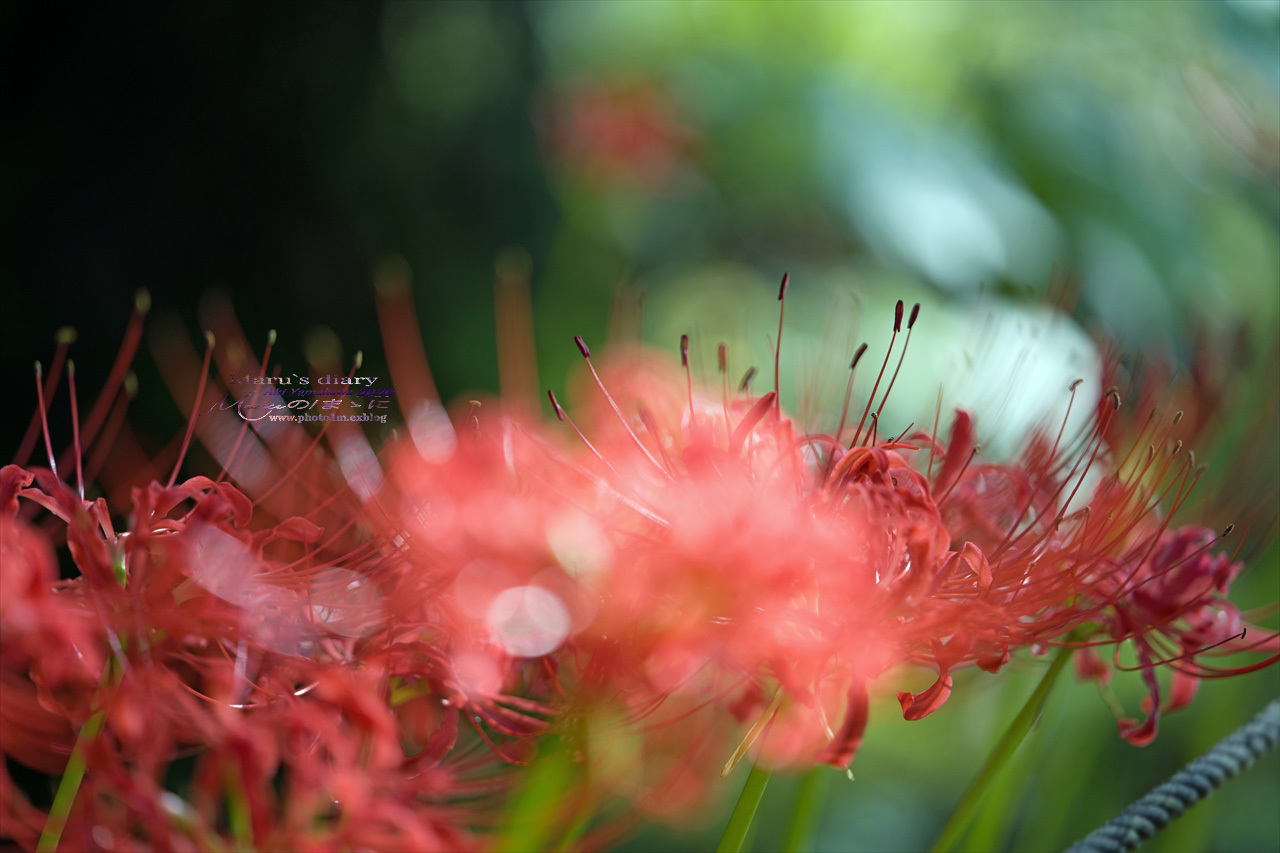ままに/9月の散策 智光山公園 曼珠沙華 紫苑 他_d0342426_21380454.jpg
