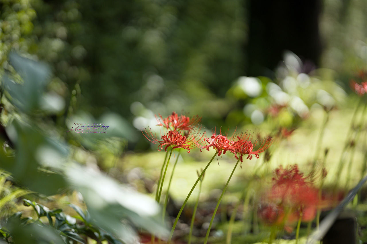 ままに/9月の散策 智光山公園 曼珠沙華 紫苑 他_d0342426_21402939.jpg