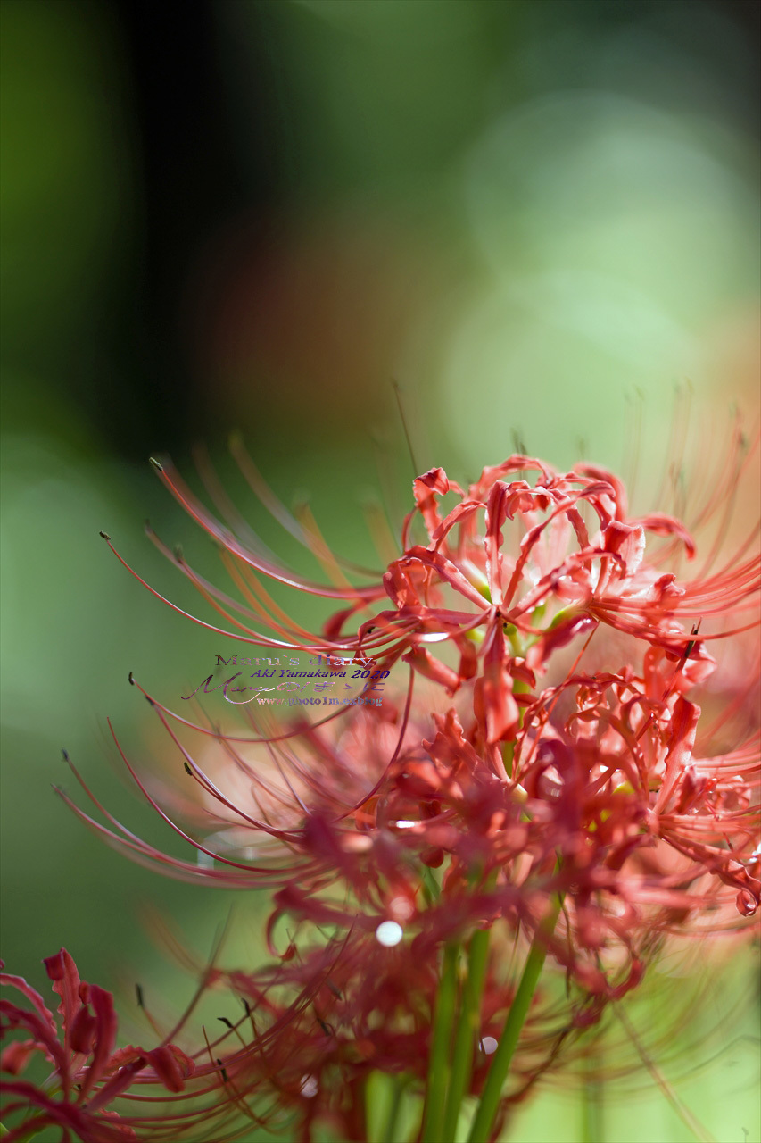 ままに/9月の散策 智光山公園 曼珠沙華 紫苑 他_d0342426_21403913.jpg