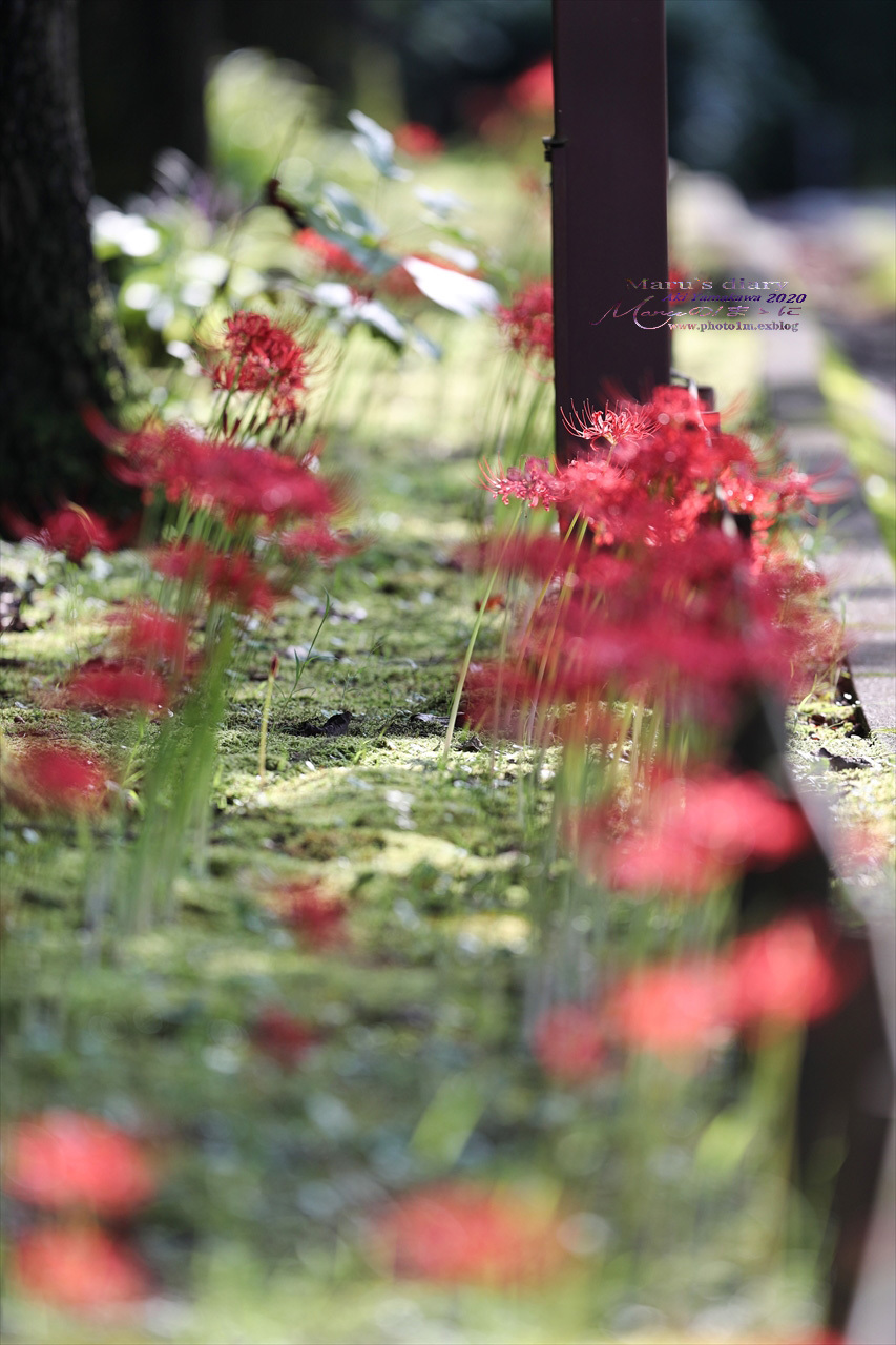 ままに/9月の散策 智光山公園 曼珠沙華 紫苑 他_d0342426_21415270.jpg