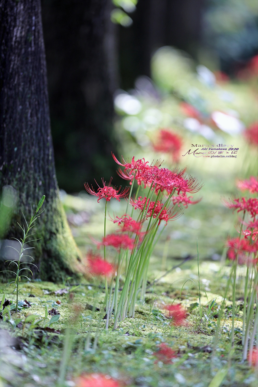 ままに/9月の散策 智光山公園 曼珠沙華 紫苑 他_d0342426_21415273.jpg