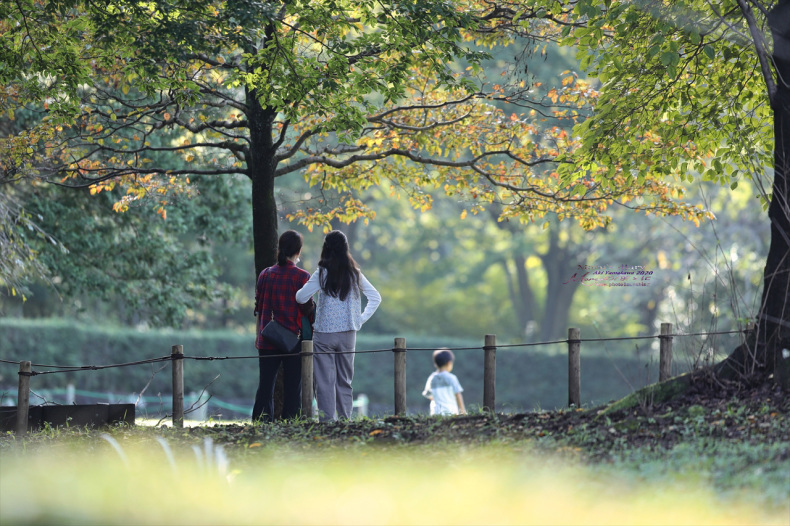 ままに/9月の散策 智光山公園 曼珠沙華 紫苑 他_d0342426_21424215.jpg